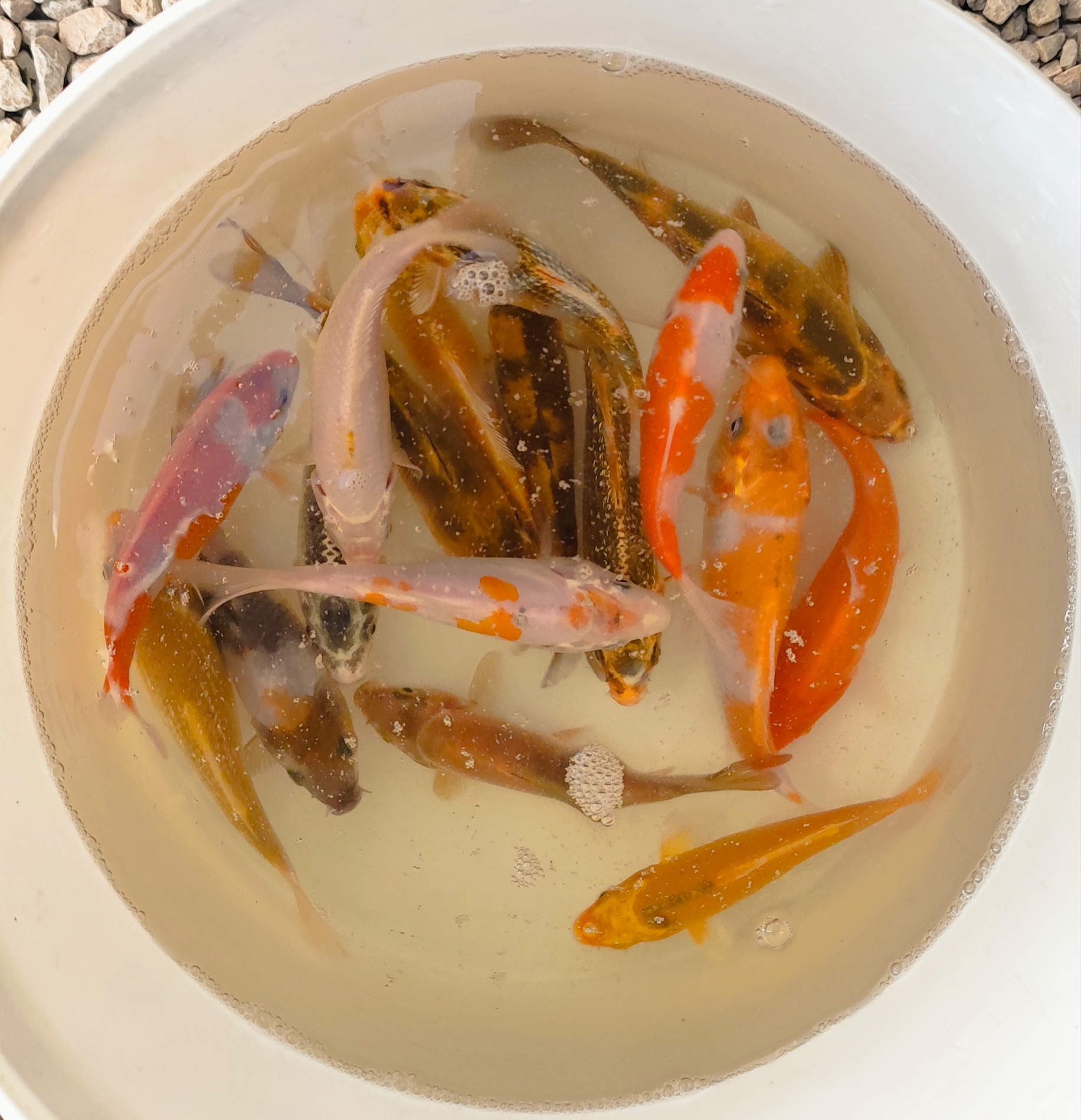 Koi (jaapani karpkala) - Image 5