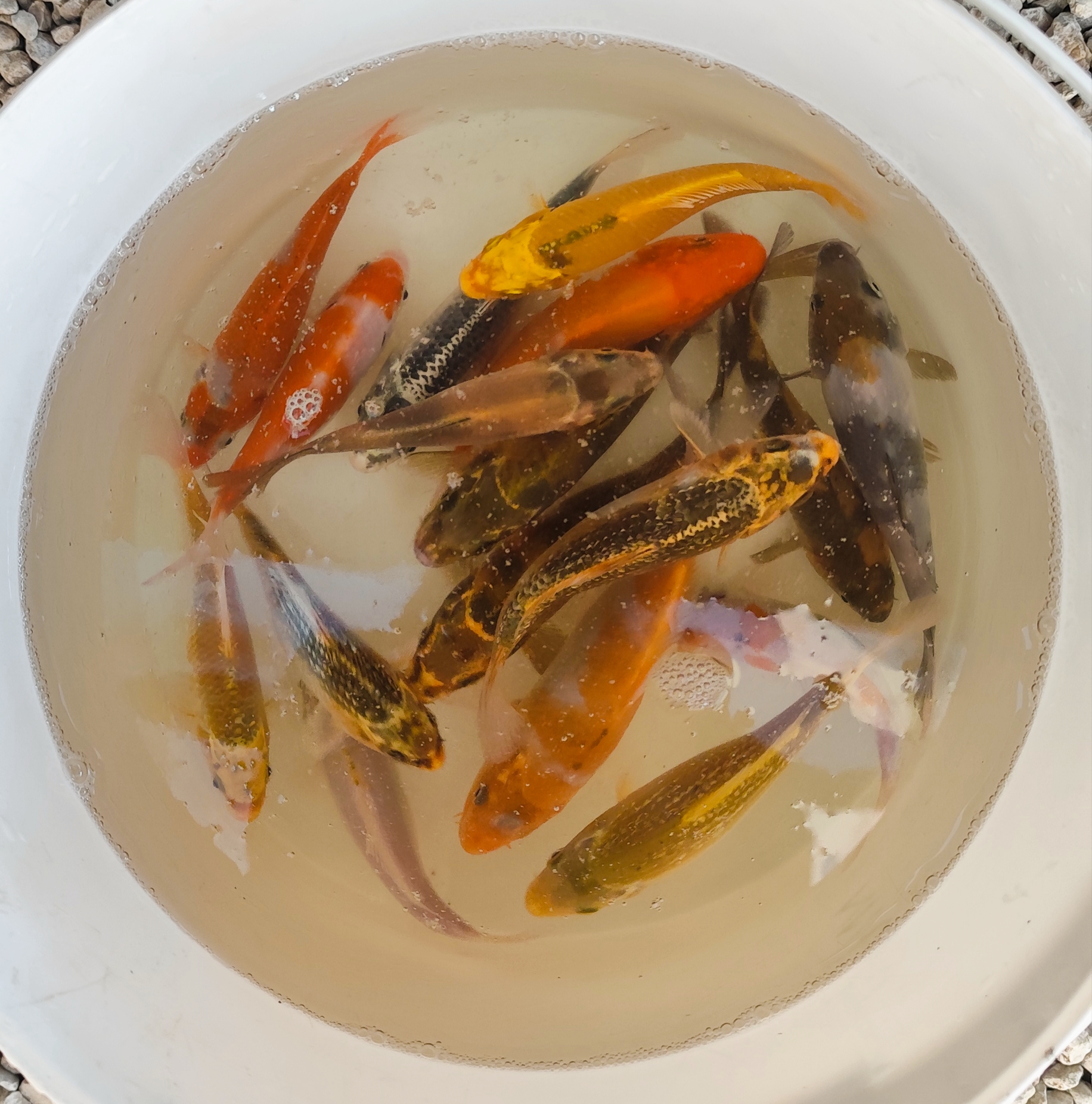 Koi (jaapani karpkala) - Image 4