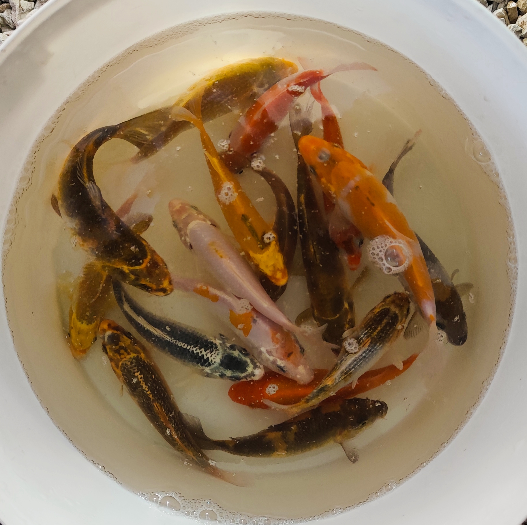 Koi (jaapani karpkala) - Image 3