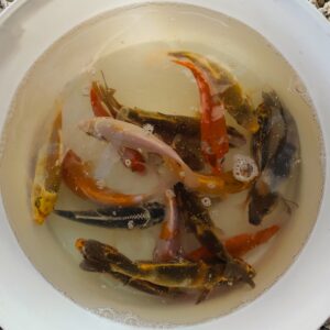 Koi (jaapani karpkala)