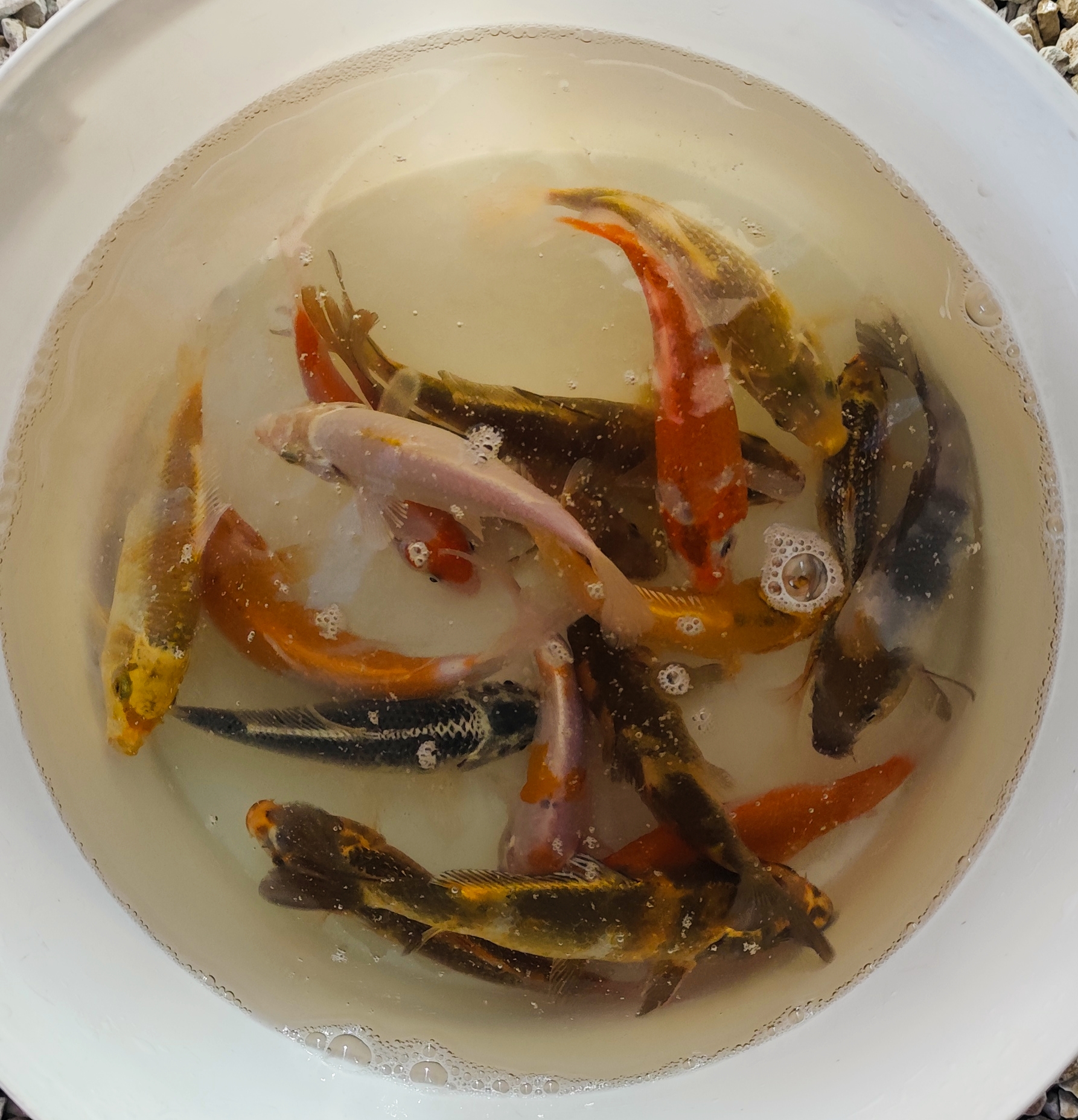 Koi (jaapani karpkala)